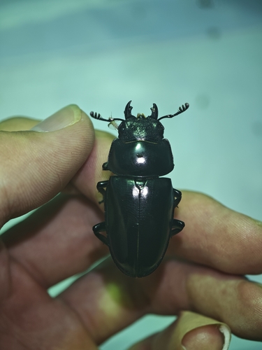Prosopocoilus confucius