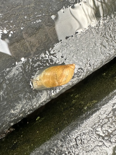 Common European Ambersnail, Oostvaardersplassen, Lelystad, Flevoland, NL, photo 8 of 10