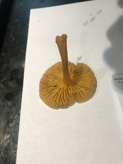 Chrysomphalina chrysophylla