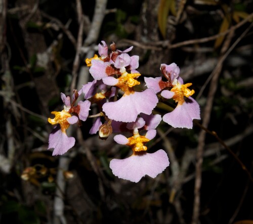 harlequin dancing-lady orchid (Tolumnia variegata)