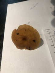 Chrysomphalina chrysophylla