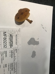 Chrysomphalina chrysophylla