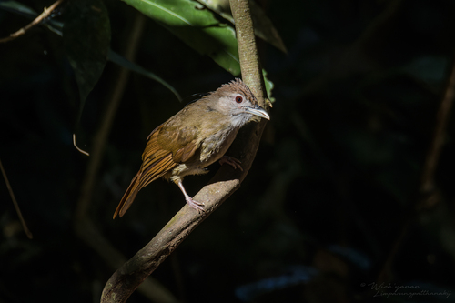 Alophoixus bres observed 2025-07-28
