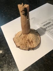 Lactarius kauffmanii