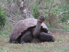 Chelonoidis niger porteri