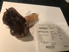 Lactarius kauffmanii