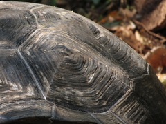 Chelonoidis niger porteri