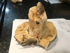 Russula olivacea