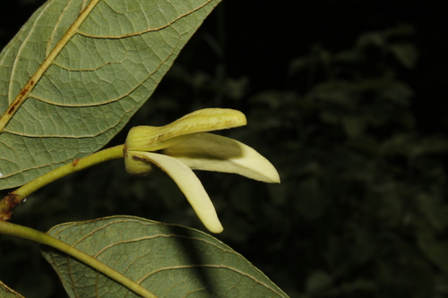 Annona cubensis (Annona cubensis)