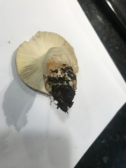 Russula benwooii