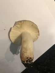 Russula benwooii