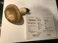 Russula benwooii