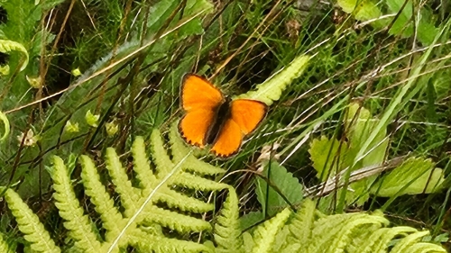 Scarce Copper