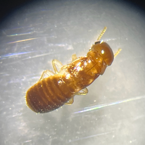 West Indian Drywood Termite photo 4