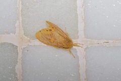 Euproctis quadrangularis