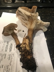 Ampulloclitocybe