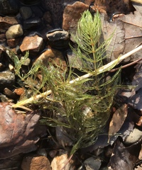 Ceratophyllum echinatum