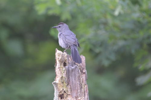 Gray Catbird photographed in Indiana