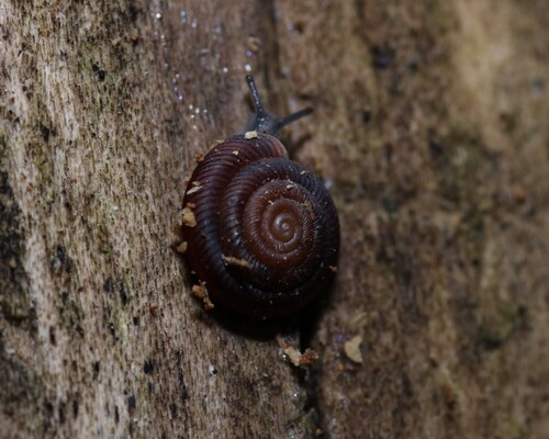 Gastrodonta interna observed 2025-08-01