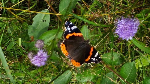 Red Admiral