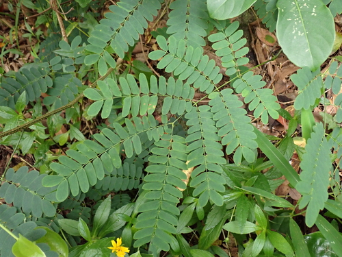 Albizia corniculata, 2025-08-01