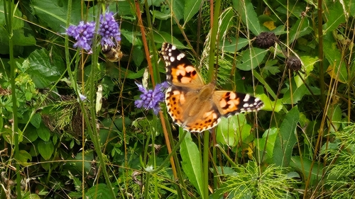 Painted Lady