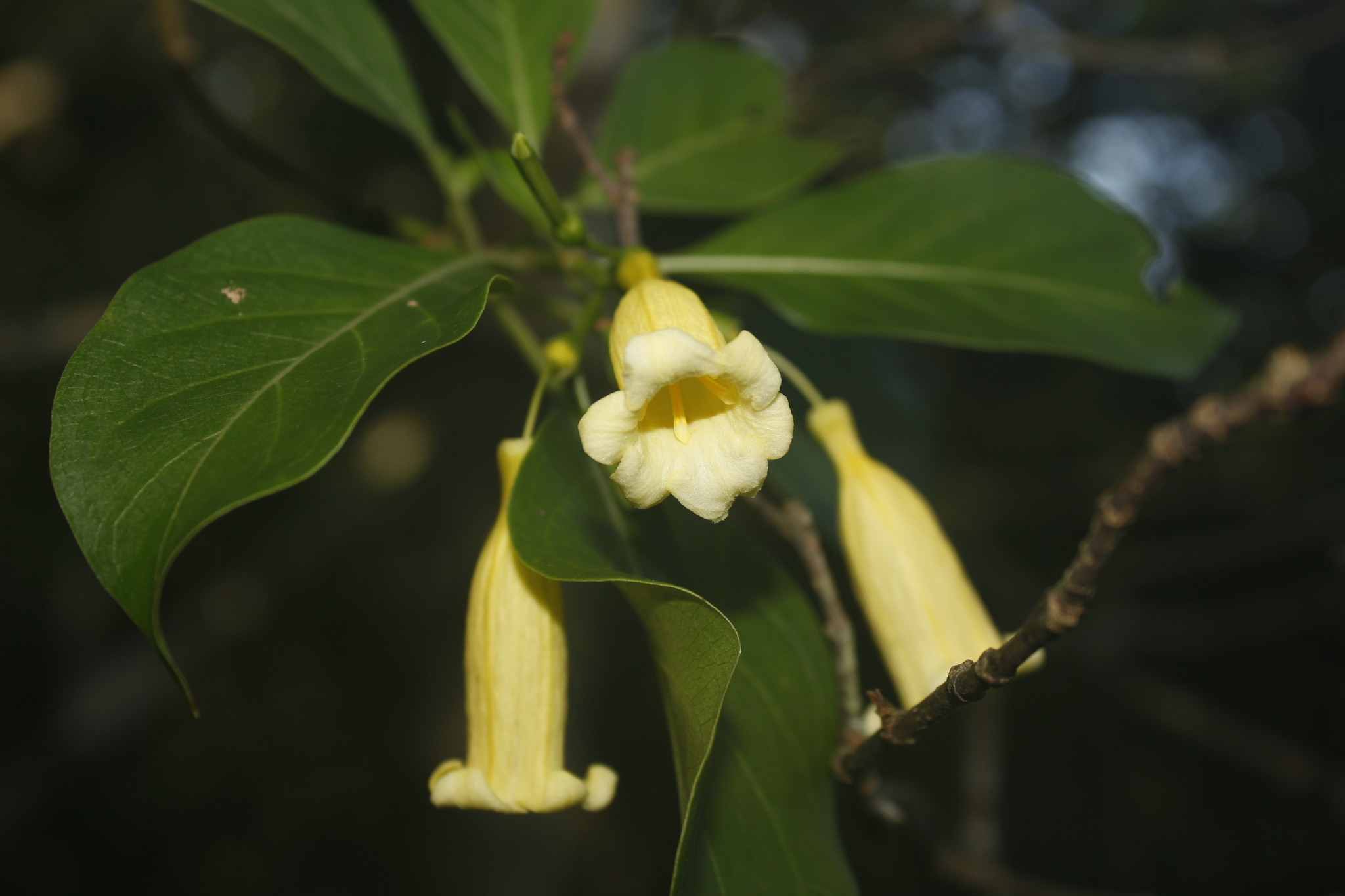 Antillean Firebush (Hamelia cuprea)