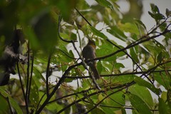 Chlorospingus flavigularis