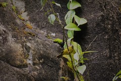 Basileuterus tristriatus
