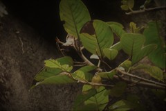 Basileuterus tristriatus