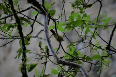 Basileuterus tristriatus