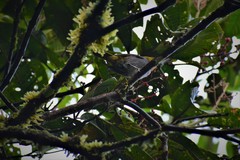 Chlorospingus flavigularis