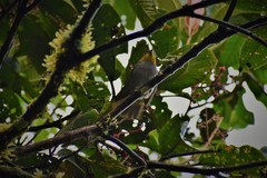 Chlorospingus flavigularis