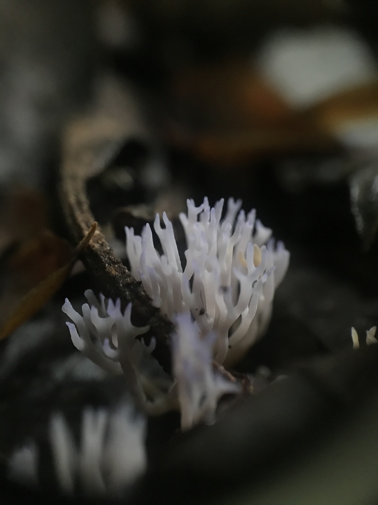 Ramariopsis sp. 'pulchella-PA01'