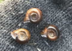 Planorbella campanulata