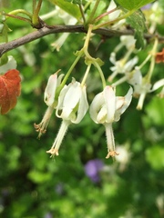 Ribes curvatum
