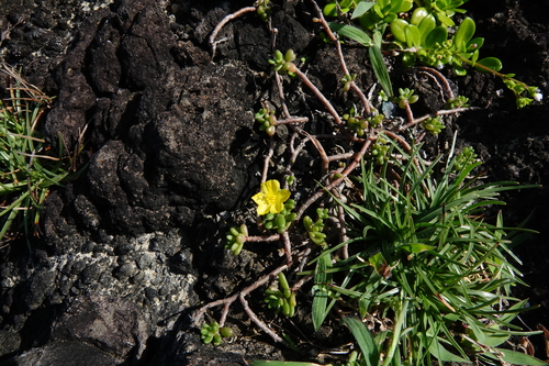 Portulaca psammotropha iNat (3)