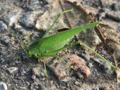 Phaneroptera