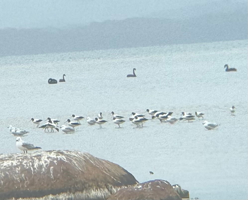 Red-necked Avocet (Recurvirostra novaehollandiae), photo 7