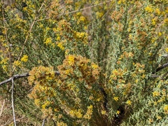 Ericameria pinifolia