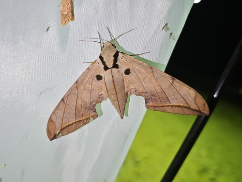 Violet Gliding Hawkmoth