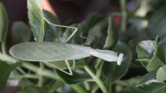 Hierodula latipennis