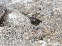 Geospiza acutirostris