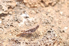 Schistocerca literosa
