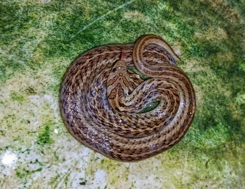 Theobald's Kukri Snake