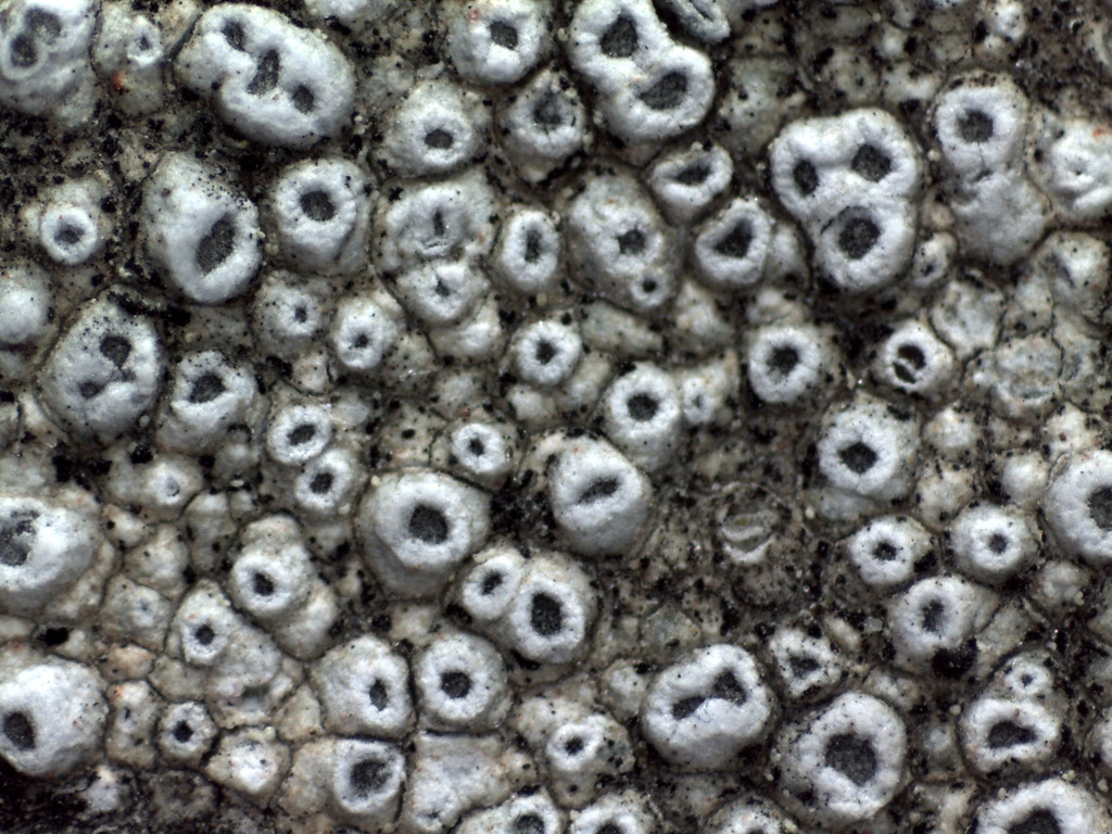 Circinaria