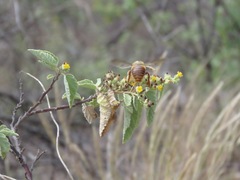 Xylocopa darwini