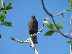 Buteo galapagoensis