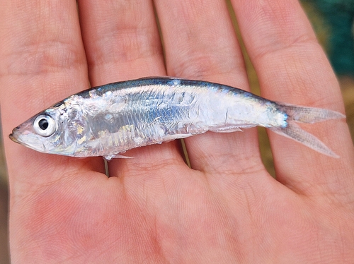 Azov kilka (Clupeonella cultriventris) — Clupeidae