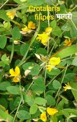 Crotalaria filipes